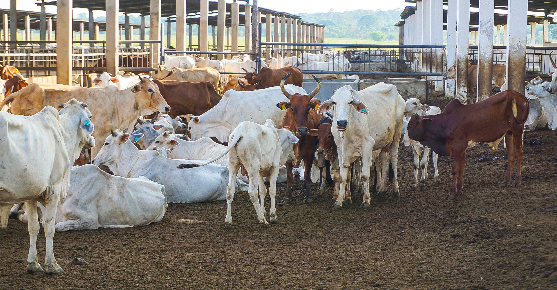 agropastoral